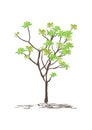 Frangipani tree. temple tree. graveyard tree isolated vector