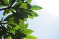 Frangipani tree top high view. Summer concept. Nature half frame with fresh green leaves and blue sky. Copy space for text or