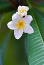 Frangipani tropical flower