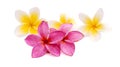 Frangipani tropical flower, plumeria, Lanthom, Leelawadee flower. Royalty Free Stock Photo