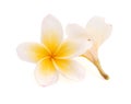 Frangipani tropical flower, plumeria, Lanthom, Leelawadee flower. Royalty Free Stock Photo