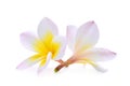 Frangipani tropical flower, plumeria, Lanthom, Leelawadee flower Royalty Free Stock Photo