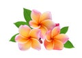 Frangipani tropical flower, plumeria, Lanthom, Leelawadee flower Royalty Free Stock Photo