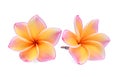 Frangipani tropical flower, plumeria, Lanthom, Leelawadee flower Royalty Free Stock Photo