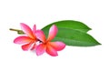 Frangipani tropical flower, plumeria, Lanthom, Leelawadee flower Royalty Free Stock Photo