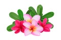Frangipani tropical flower, plumeria, Lanthom, Leelawadee flower Royalty Free Stock Photo