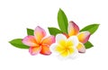 Frangipani tropical flower, plumeria, Lanthom, Leelawadee flower Royalty Free Stock Photo