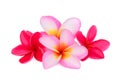 Frangipani tropical flower, plumeria, Lanthom, Leelawadee flower Royalty Free Stock Photo