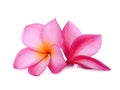 Frangipani tropical flower, plumeria, Lanthom, Leelawadee flower isolated white Royalty Free Stock Photo