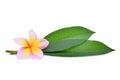 Frangipani tropical flower, plumeria, Lanthom, Leelawadee flower with green leaves isolated Royalty Free Stock Photo