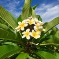 Frangipani