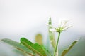 Frangipani tropical flowers and blurred background.Vintage Effect Royalty Free Stock Photo