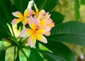 Frangipani tropical flowers