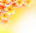 Frangipani Tropical Spa Flower. Plumeria Border Design Royalty Free Stock Photo