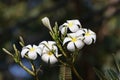 Frangipani, vintage color tone on frangipani tree Tropical flowers