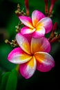 Frangipani is well-known for its intensely fragrant, lovely, spiral-shaped, reddish blooms which appear at branch tips