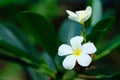 Frangipani White Tropical Aroma Flower Tree. Plumeria Blossom Royalty Free Stock Photo