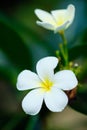 Frangipani White Tropical Aroma Flower Tree. Plumeria Blossom Royalty Free Stock Photo