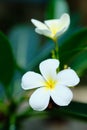 Frangipani White Tropical Aroma Flower Tree Royalty Free Stock Photo
