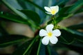 Frangipani White Tropical Aroma Flower Tree. Plumeria Blossom Royalty Free Stock Photo