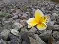 Frangipani, The White Yellow Flower Royalty Free Stock Photo