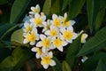 Frangipani white and yellow flower tree with leaves during summer Royalty Free Stock Photo