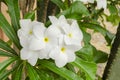 Frangipani White And Yellow Flowers