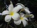 Frangipani & x28;Plumeria clusioides& x29; Royalty Free Stock Photo