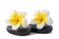 Frangipani on zen pebbles