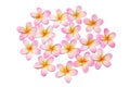 Frangipanis Royalty Free Stock Photo