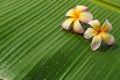 Frangipanis on banana leaf Royalty Free Stock Photo