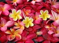 Frangipanis for floral bath Royalty Free Stock Photo