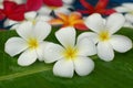 Frangipanis for floral bath Royalty Free Stock Photo