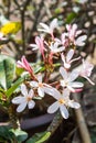 Frangipanis flower Royalty Free Stock Photo