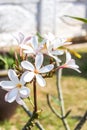 Frangipanis flower Royalty Free Stock Photo