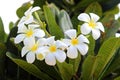 Frangipanis flower in day