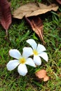 Frangipanis flower
