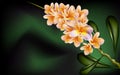 Frangipanis flower and green leaf isolated against a dark background. Royalty Free Stock Photo