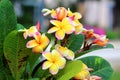 Frangipanis flower