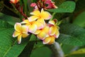 Frangipanis flower