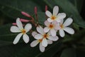 Frangipanis flower Royalty Free Stock Photo