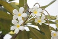 Frangipanis flower