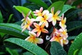 Frangipanis flowers Royalty Free Stock Photo