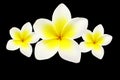 Frangipanis flowers Royalty Free Stock Photo