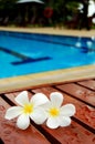 Frangipanis by Swimming Pool Royalty Free Stock Photo