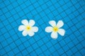 Frangipanis in Swimming Pool Royalty Free Stock Photo