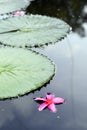 Frangipanni flower in pond