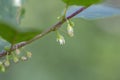 Frangula alnus alder buckthorn, glossy buckthorn, breaking uckthorn is a shrub in the family Rhamnaceae. Branch of Frangula alnu