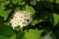 Frangula alnus alder buckthorn, glossy buckthorn, breaking buckthornflowering bush, blooming white flower close up detail