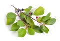 Frangula alnus, commonly known as the alder buckthorn, glossy bu